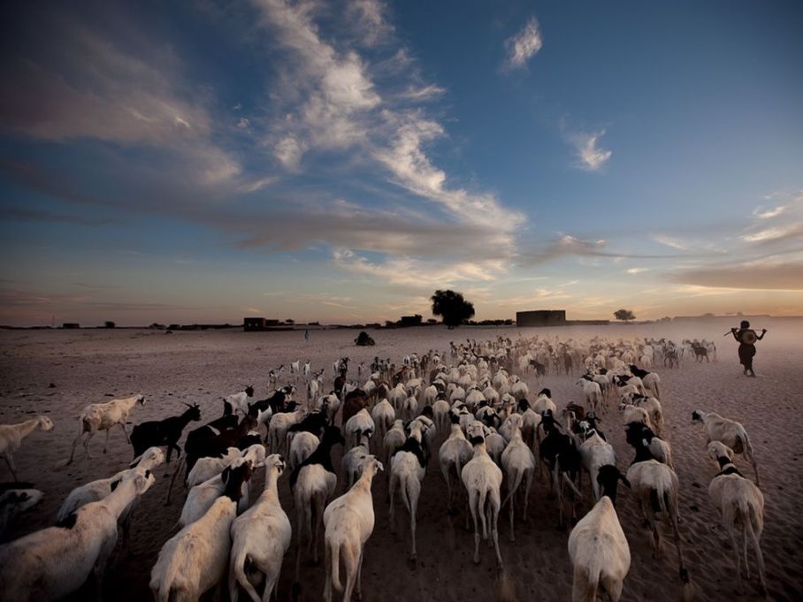 http://photography.nationalgeographic.com/photography/photo-of-the-day/sheep-goats-timbuktu/